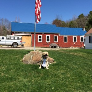 Clancy with his ribbon in front of our kennel building.