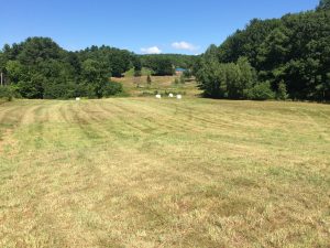 View back towards the kennel. The pond is in the middle. 